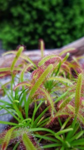 Wyróżnienie Drosera Capensis [fot. Oskar Melkowski]